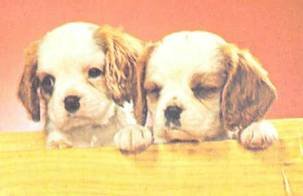 Энциклопедия собаки. Декоративные собаки. - i_035.jpg