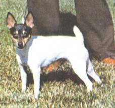 Энциклопедия собаки. Декоративные собаки. - i_036.jpg