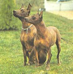 Энциклопедия собаки. Декоративные собаки. - i_044.jpg