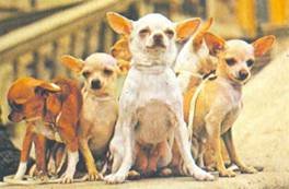 Энциклопедия собаки. Декоративные собаки. - i_045.jpg