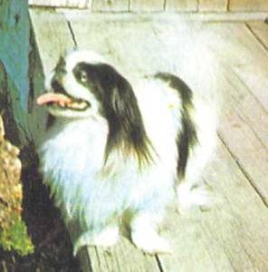 Энциклопедия собаки. Декоративные собаки. - i_047.jpg