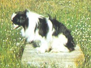 Энциклопедия собаки. Декоративные собаки. - i_048.jpg