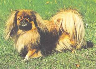 Энциклопедия собаки. Декоративные собаки. - i_049.jpg