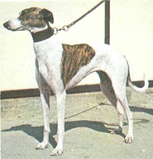 Энциклопедия собаки. Декоративные собаки. - i_071.jpg