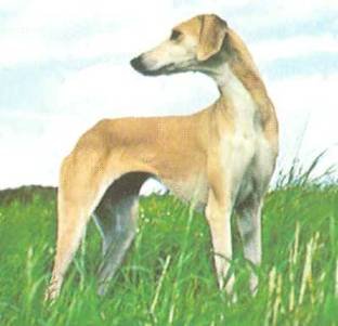 Энциклопедия собаки. Декоративные собаки. - i_072.jpg