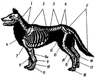 Допинги в собаководстве - i_008.png