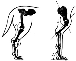 Допинги в собаководстве - i_009.png