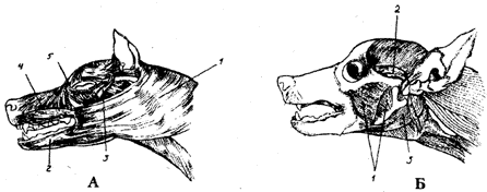 Допинги в собаководстве - i_010.png