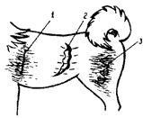 Допинги в собаководстве - i_015.png