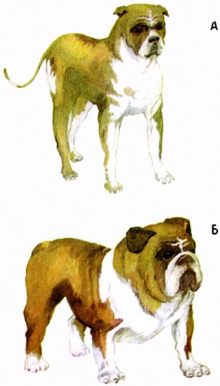 Допинги в собаководстве - i_016.jpg