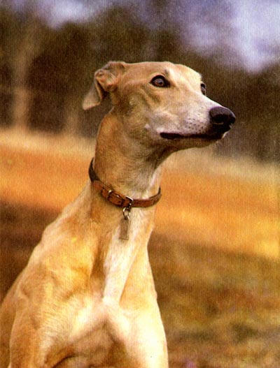 Допинги в собаководстве - i_017.jpg