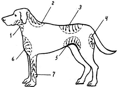 Допинги в собаководстве - i_026.png