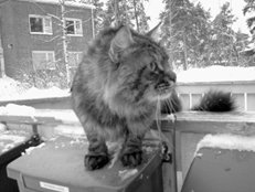 Ветеринарный справочник для владельцев кошек - i_029.jpg