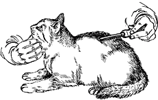 Ветеринарный справочник для владельцев кошек - i_037.png