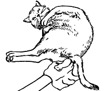 Ветеринарный справочник для владельцев кошек - i_052.png