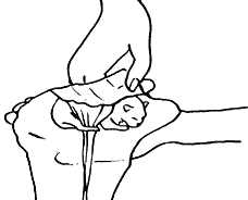 Ветеринарный справочник для владельцев кошек - i_053.png