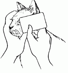 Ветеринарный справочник для владельцев кошек - i_063.png