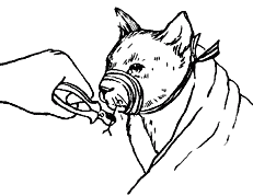 Ветеринарный справочник для владельцев кошек - i_065.png