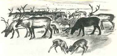 Как Алёшка жил на Севере - i_011.jpg