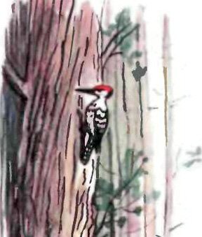 Лесной плакунчик (рис. Сутеева) - i_014.jpg