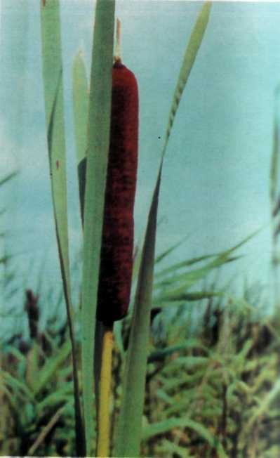 ЛІКАРСЬКІ РОСЛИНИ ПРИКАРПАТТЯ - doc2fb_image_0200001D.jpg