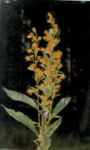 ЛІКАРСЬКІ РОСЛИНИ ПРИКАРПАТТЯ - doc2fb_image_0200000E.jpg