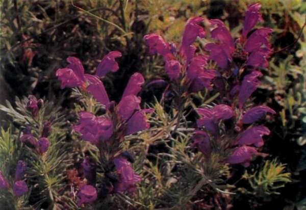 ЛІКАРСЬКІ РОСЛИНИ ПРИКАРПАТТЯ - doc2fb_image_0200000D.jpg