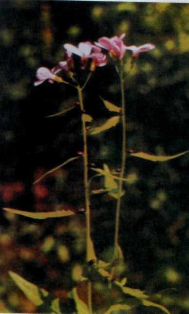 ЛІКАРСЬКІ РОСЛИНИ ПРИКАРПАТТЯ - doc2fb_image_0200000F.jpg