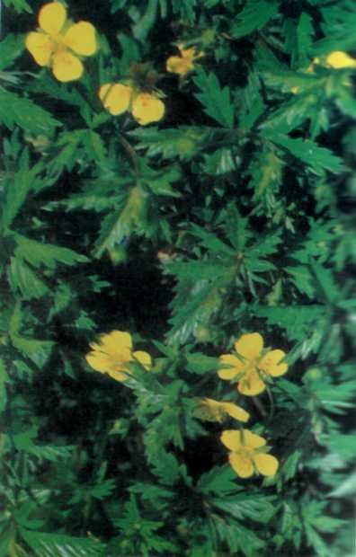 ЛІКАРСЬКІ РОСЛИНИ ПРИКАРПАТТЯ - doc2fb_image_02000017.jpg