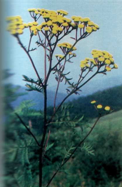 ЛІКАРСЬКІ РОСЛИНИ ПРИКАРПАТТЯ - doc2fb_image_02000018.jpg