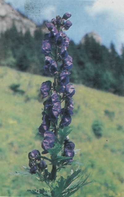 ЛІКАРСЬКІ РОСЛИНИ ПРИКАРПАТТЯ - doc2fb_image_02000003.jpg