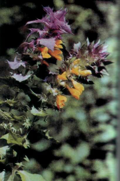 ЛІКАРСЬКІ РОСЛИНИ ПРИКАРПАТТЯ - doc2fb_image_02000016.jpg