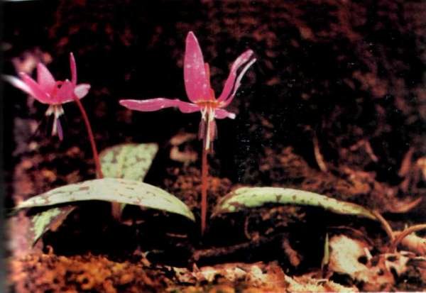 ЛІКАРСЬКІ РОСЛИНИ ПРИКАРПАТТЯ - doc2fb_image_0200000C.jpg