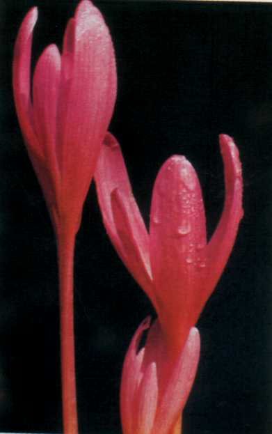 ЛІКАРСЬКІ РОСЛИНИ ПРИКАРПАТТЯ - doc2fb_image_02000019.jpg