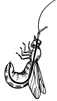 Большая книга рыболова–любителя (с цветной вкладкой) - _087.png