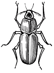 Большая книга рыболова–любителя (с цветной вкладкой) - _088.png