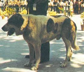 Энциклопедия собаки. Рабочие собаки - i_036.jpg