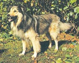 Энциклопедия собаки. Рабочие собаки - i_037.jpg