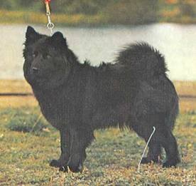 Энциклопедия собаки. Рабочие собаки - i_038.jpg