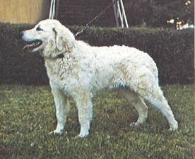 Энциклопедия собаки. Рабочие собаки - i_039.jpg