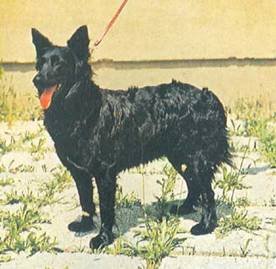 Энциклопедия собаки. Рабочие собаки - i_040.jpg