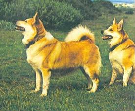 Энциклопедия собаки. Рабочие собаки - i_041.jpg