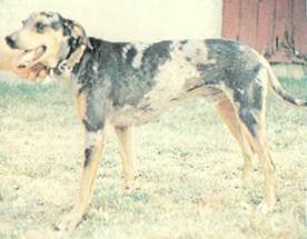 Энциклопедия собаки. Рабочие собаки - i_052.jpg