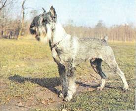 Энциклопедия собаки. Рабочие собаки - i_053.jpg