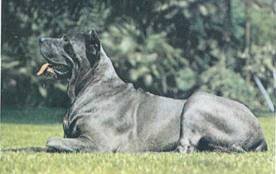 Энциклопедия собаки. Рабочие собаки - i_061.jpg