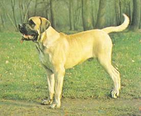 Энциклопедия собаки. Рабочие собаки - i_063.jpg