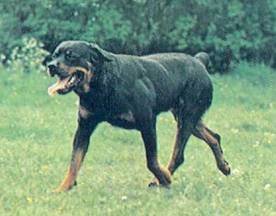 Энциклопедия собаки. Рабочие собаки - i_065.jpg