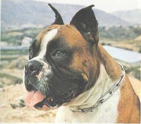 Энциклопедия собаки. Рабочие собаки - i_066.jpg