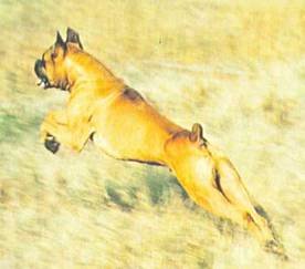 Энциклопедия собаки. Рабочие собаки - i_067.jpg