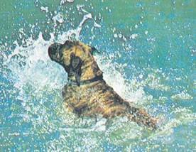 Энциклопедия собаки. Рабочие собаки - i_068.jpg